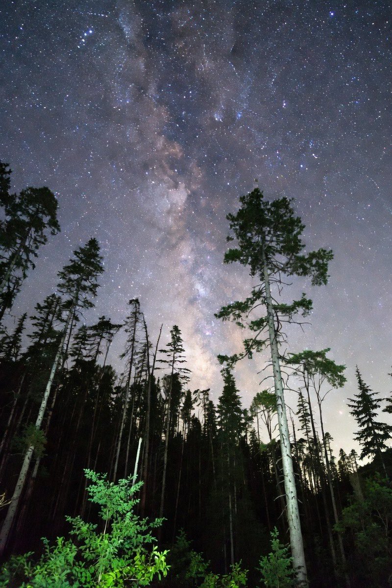 kaybrownnnn's tweet image. Did you know there are more trees on Earth than stars in the Milky Way?
Estimated trees: 3 trillion Estimated stars in our galaxy: 100–400 billion.

#Discoveries
#ScienceFacts
#LearnSomethingNew
#Knowledge
#TodayILearned