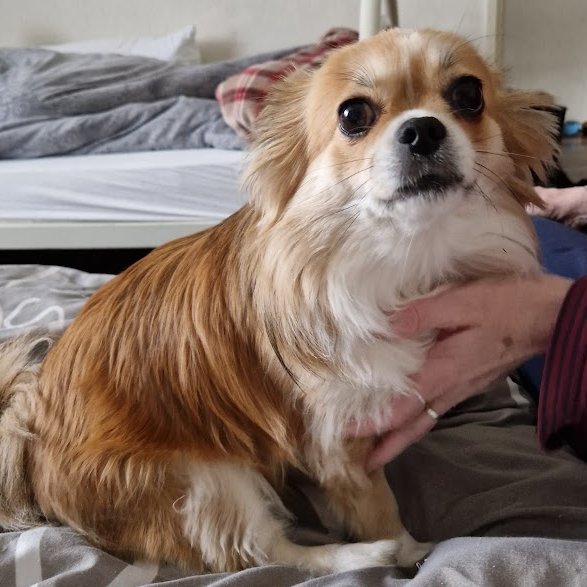 DatHeetJoella's tweet photo. It's my sweet baby girl's third birthday already!! Happy birthday dear Emmy, I love you sooooo much!!!🥳🐶💕🎂🎉 https://t.co/TIQVqaGMxz