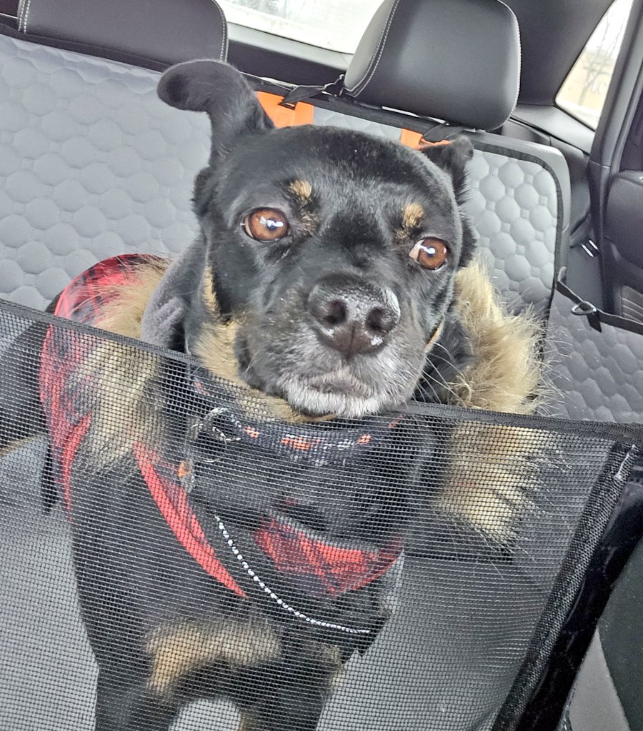 CanadianBlackBear🇨🇦 (CanadianPenny🌈) tweet media