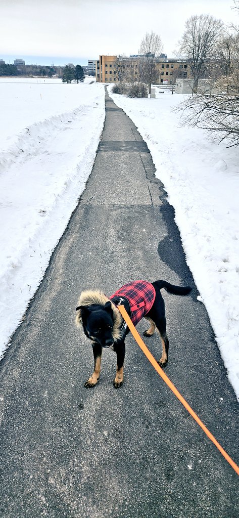 CanadianBlackBear🇨🇦 (CanadianPenny🌈) tweet media