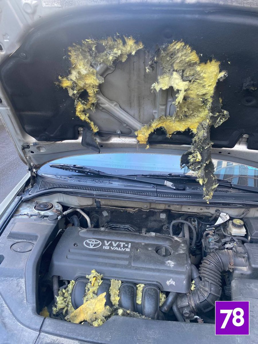 Дикий Петербург tweet media