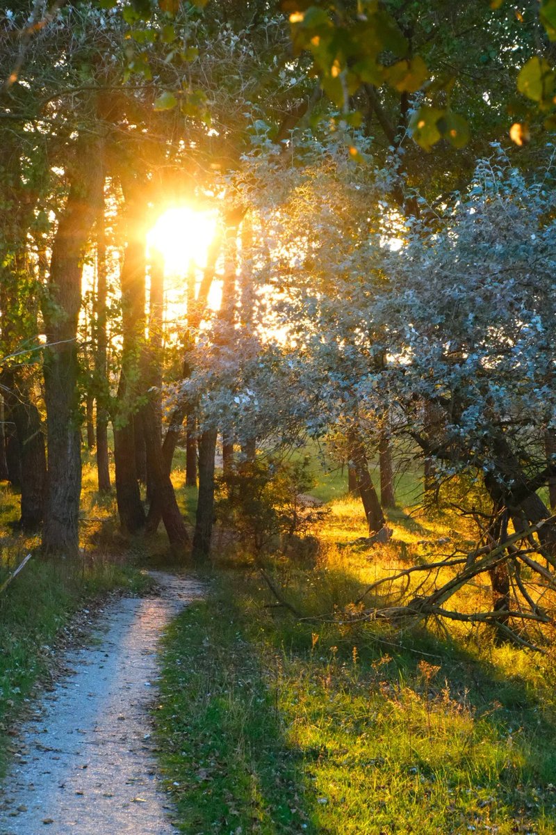 GursharanGaming's tweet photo. Tried the new "Sensory Forest Walk" at the city park today—sunlight through leaves, birdsong, and the soft crunch of pine needles underfoot. A tiny, magical escape from the hustle. Who’s joining me next https://t.co/3gM8SKWzmi