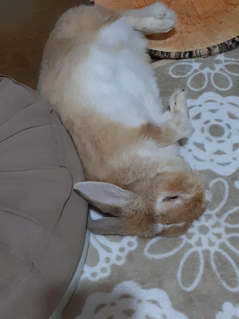 ごろごろにゃーにゃー第２だん！
寝顔が可愛くて寝てるところばかり撮ってたのかな？
とても癒されます🥰❤️