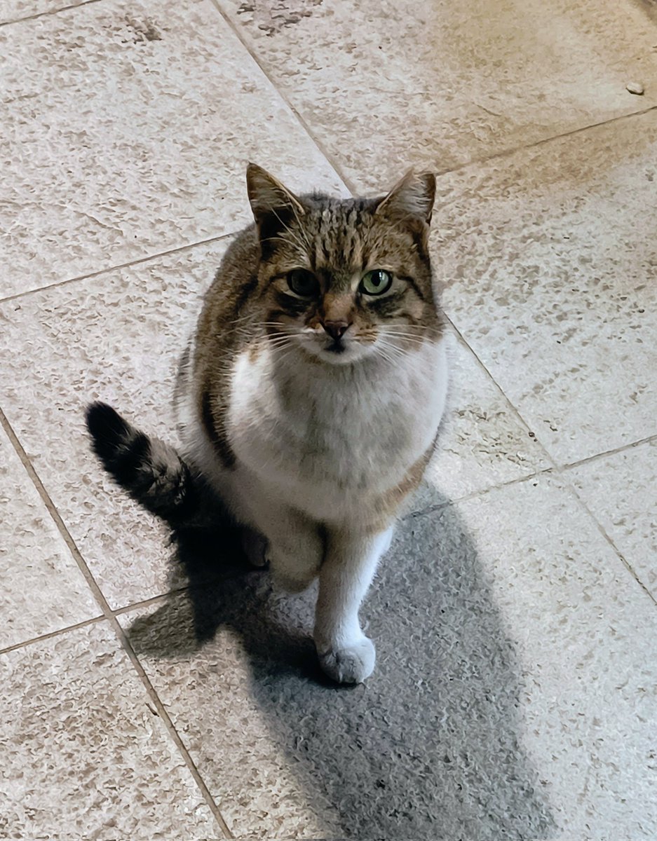 Mr. Confident. tweet media