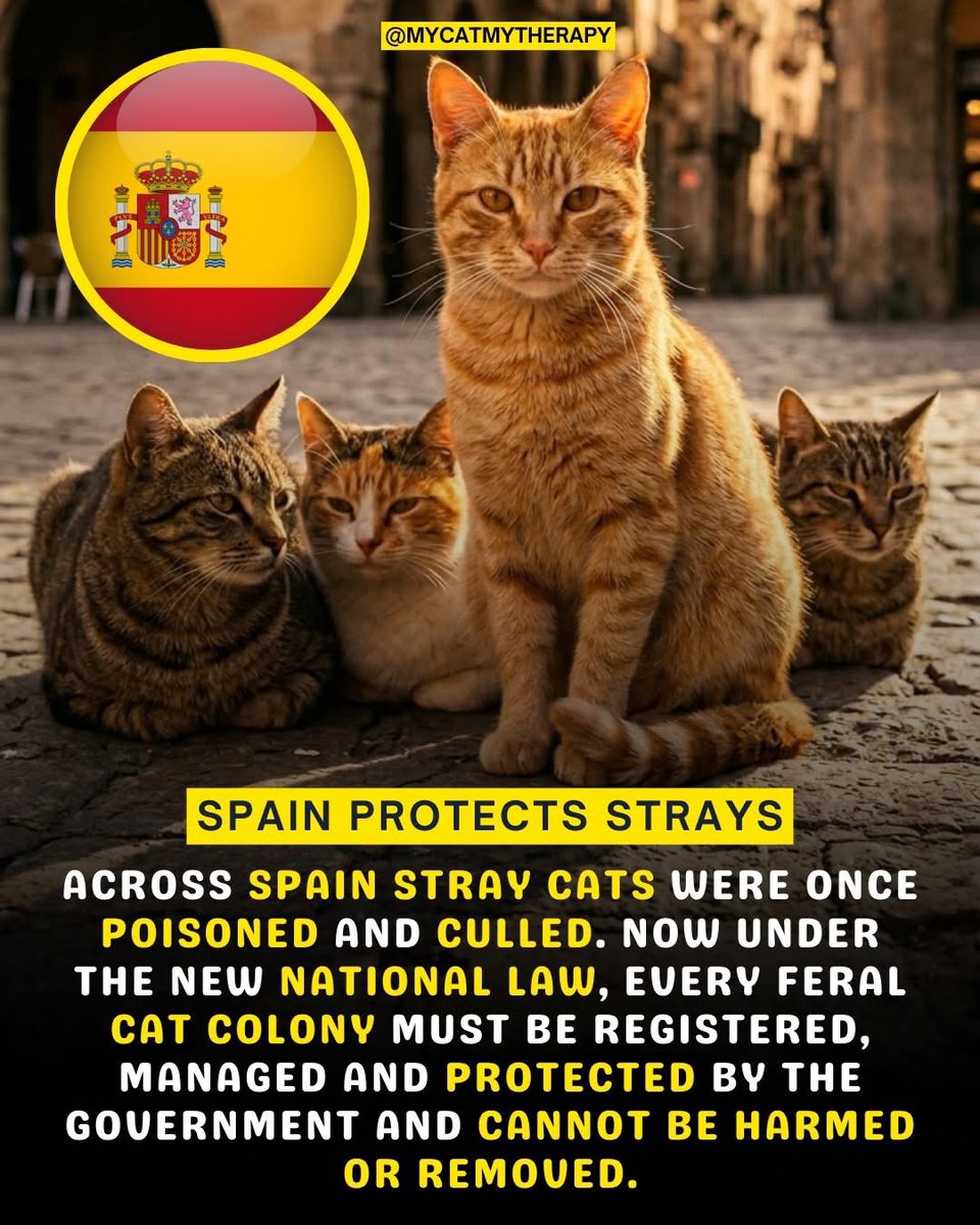 Spain made it ILLEGAL to harm a single stray cat 🐱

In 2023, Spain passed one of the strongest animal welfare laws in Europe. Stray cat colonies are now officially protected by the government. Cities are legally required to care for them, sterilize them, and let them live in
