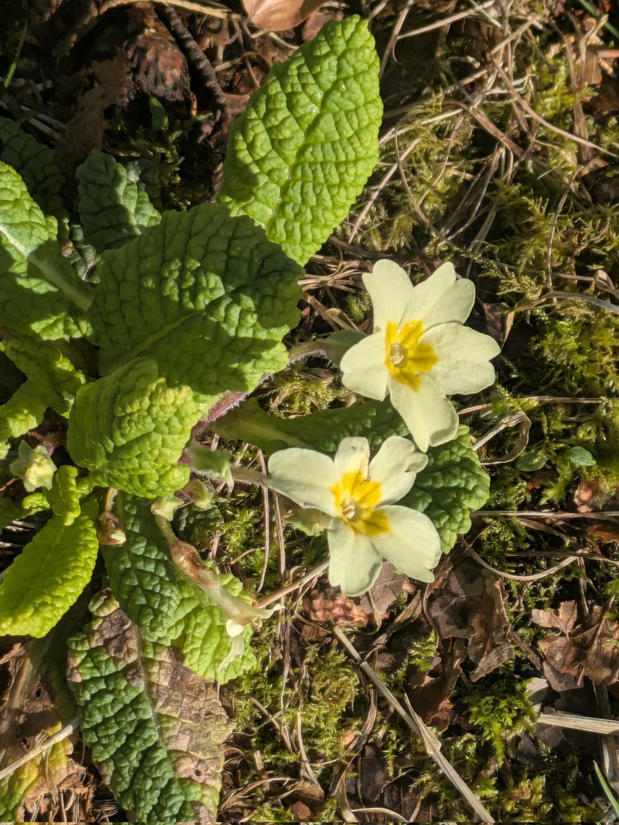 Ann Ward tweet media