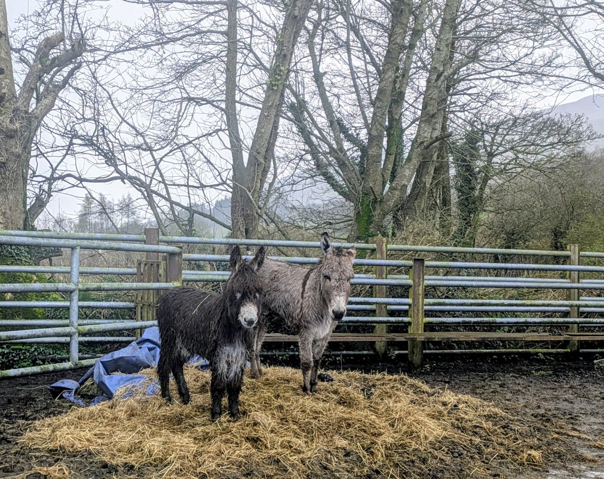 Ann Ward tweet media