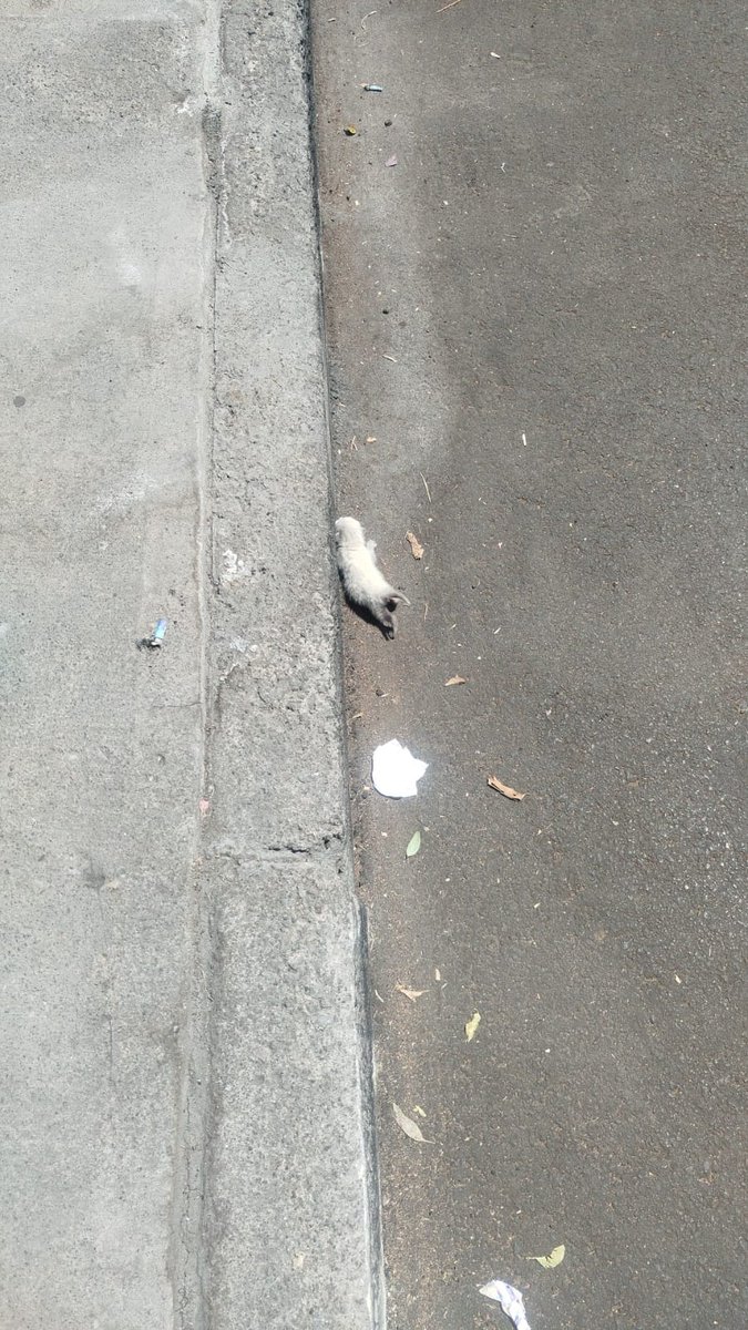 Diana Galindo tweet media