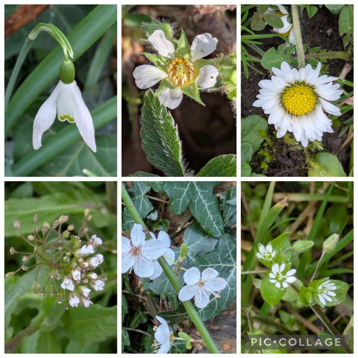 Pam McInnes tweet media