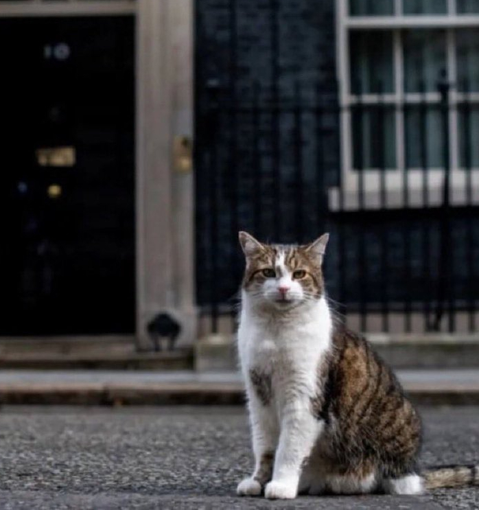 SquirtMcSquirtface with kittens Trickle & Matilda tweet media