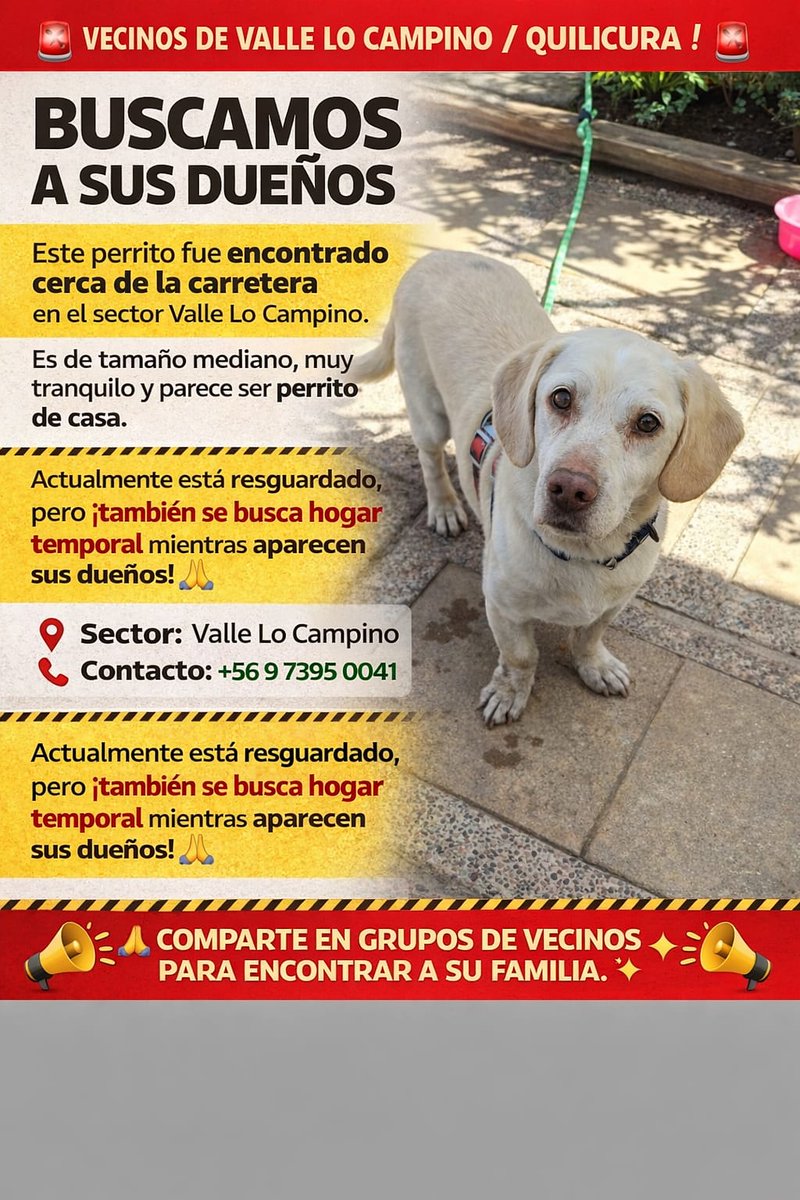 Hola!! Se busca a los dueños de este perrito, encontrado en quilicura, puede ser de alguna comuna cercana, no tiene chip!!