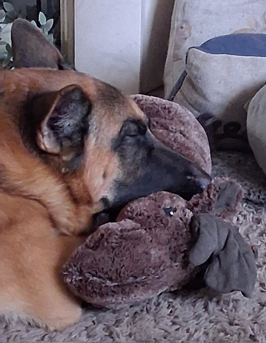 Maz Ryall tweet media