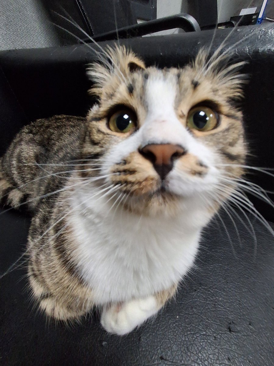 bu çıtır da kimmiş