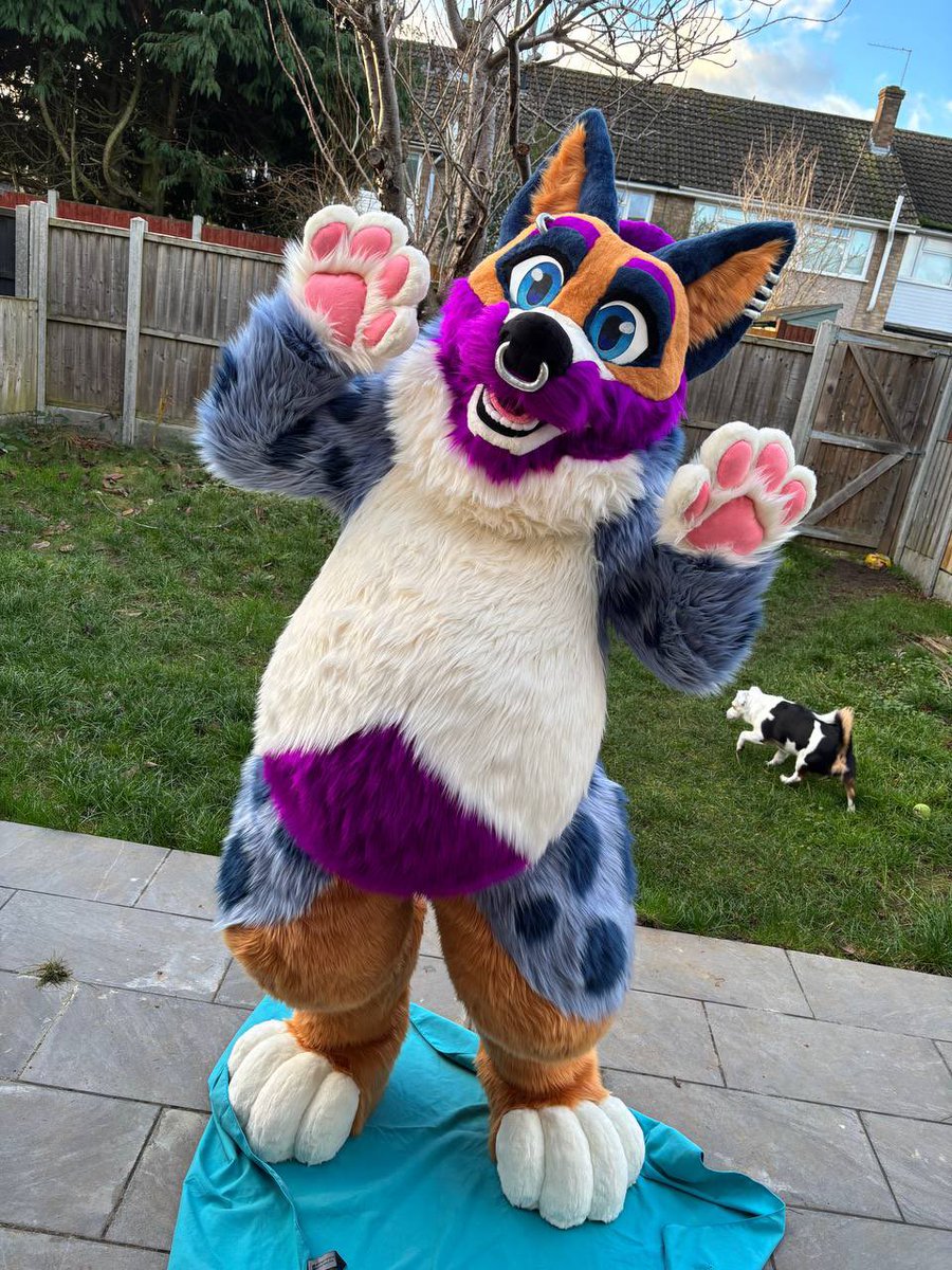 Cooper Corgi tweet media