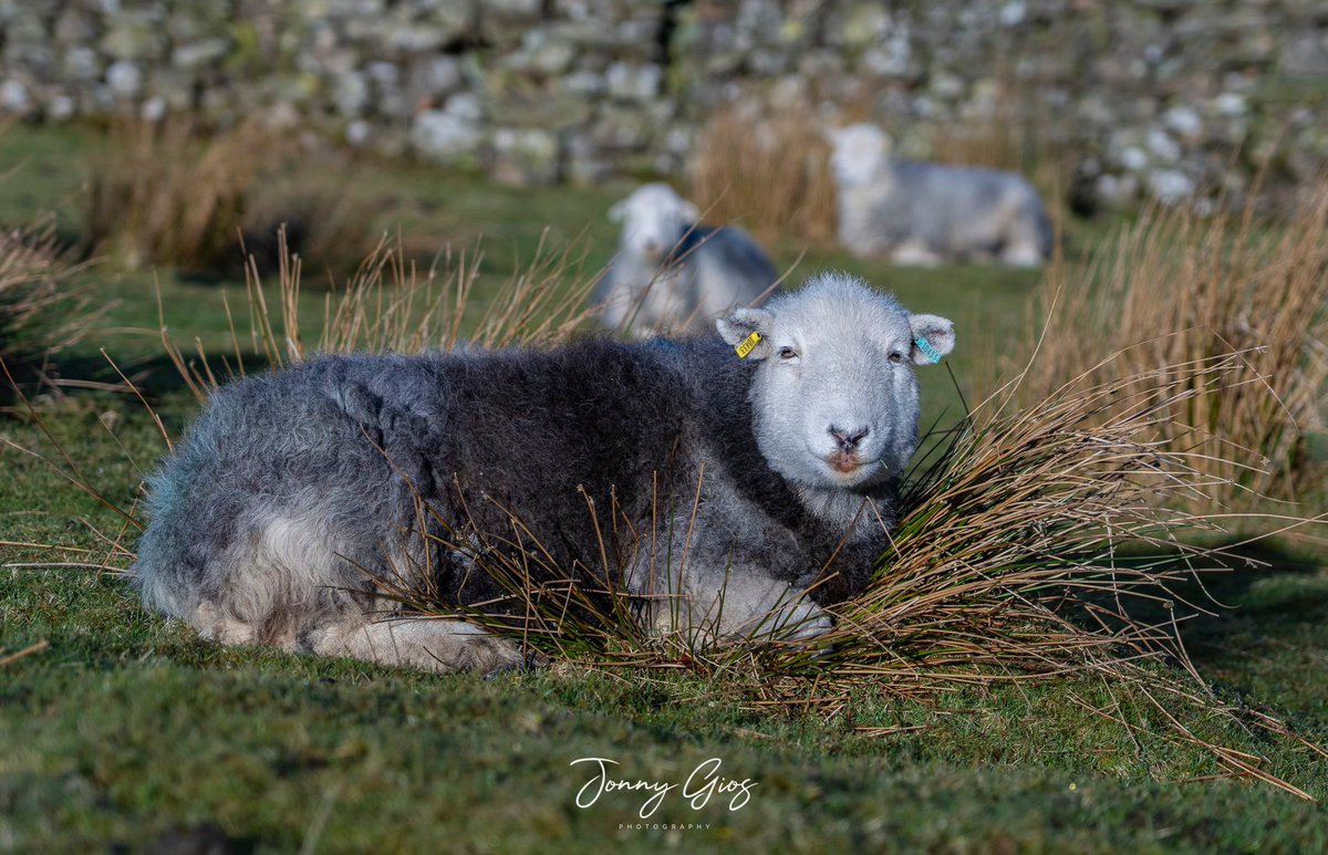 Jonny Gios tweet media