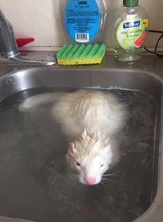 Ferret Every Hour tweet media