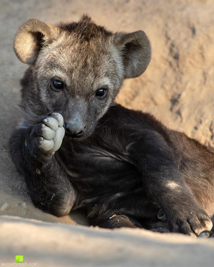 HourlyYeen tweet media