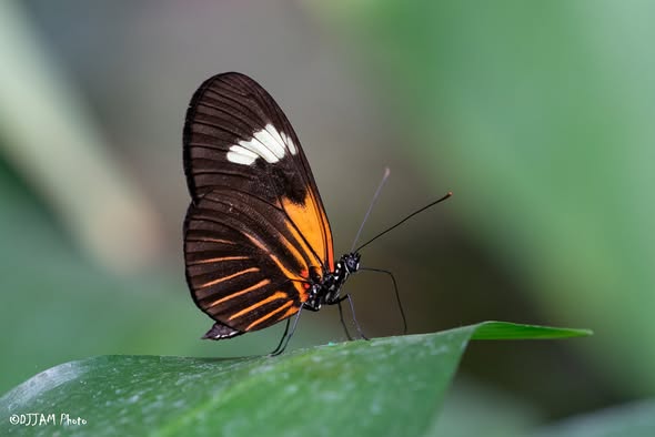 Cincinnati Zoo tweet media