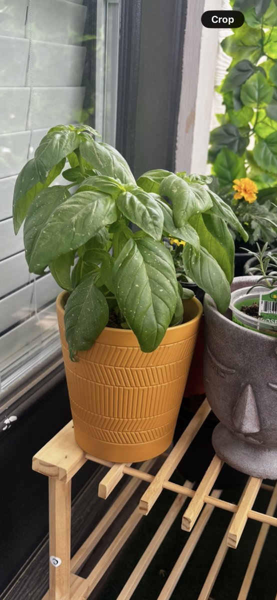 Stormorora tweet media