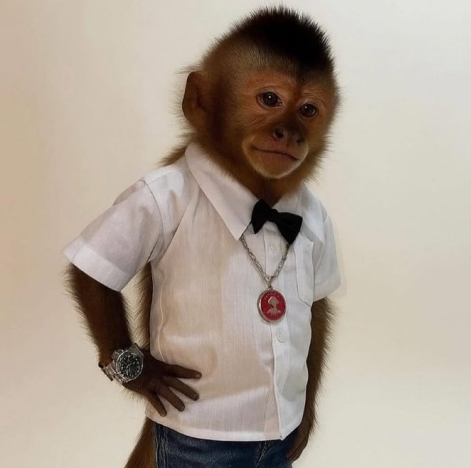 Victoria Crocs Basketball Club tweet media