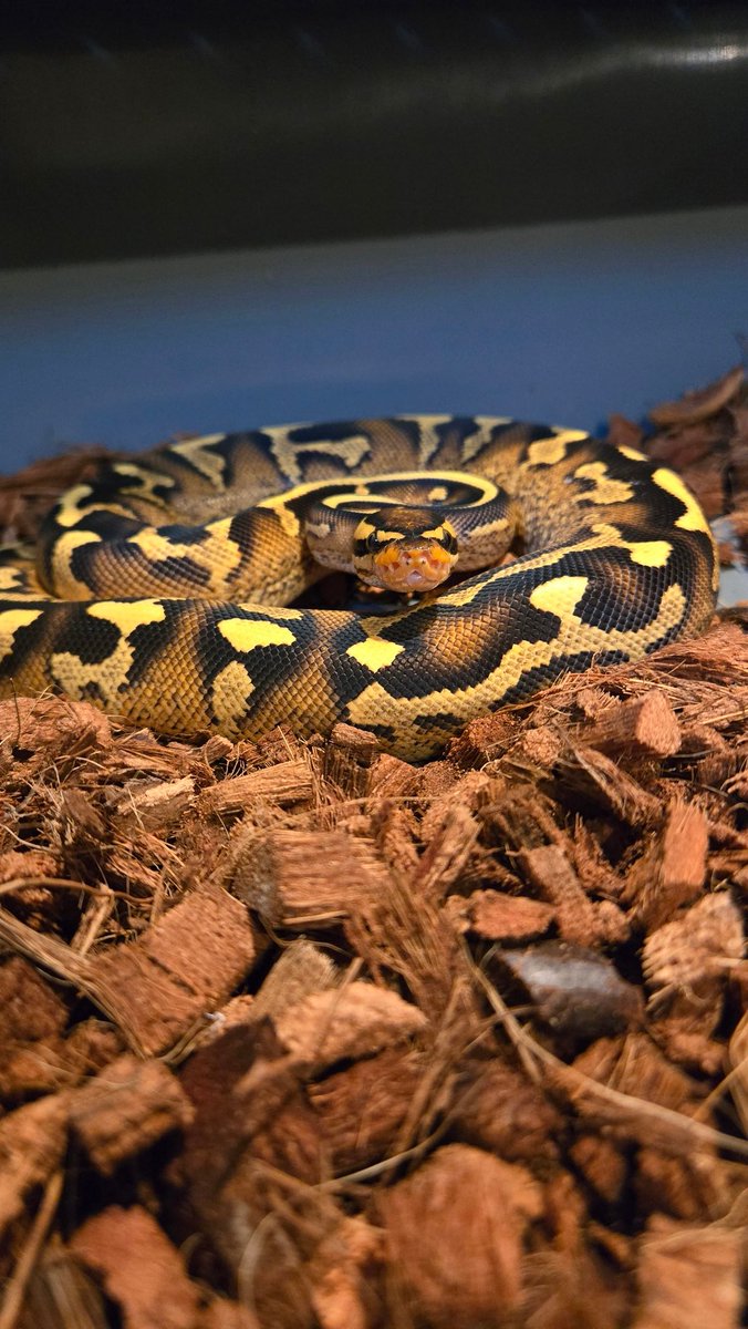 Champion Pythons tweet media