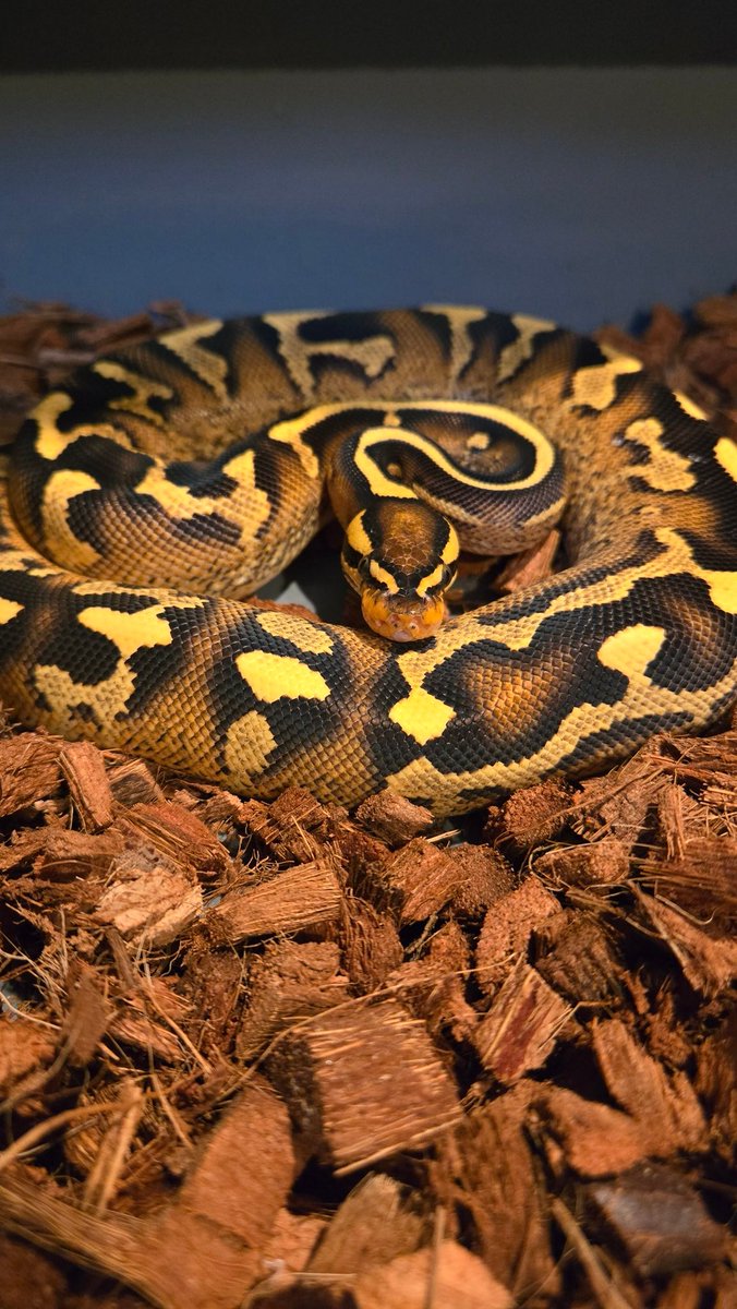 Champion Pythons tweet media