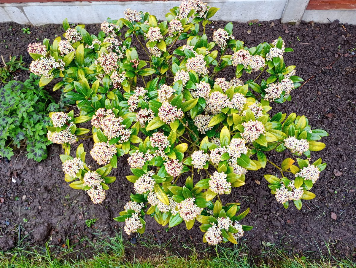 Garry Merrifield tweet media