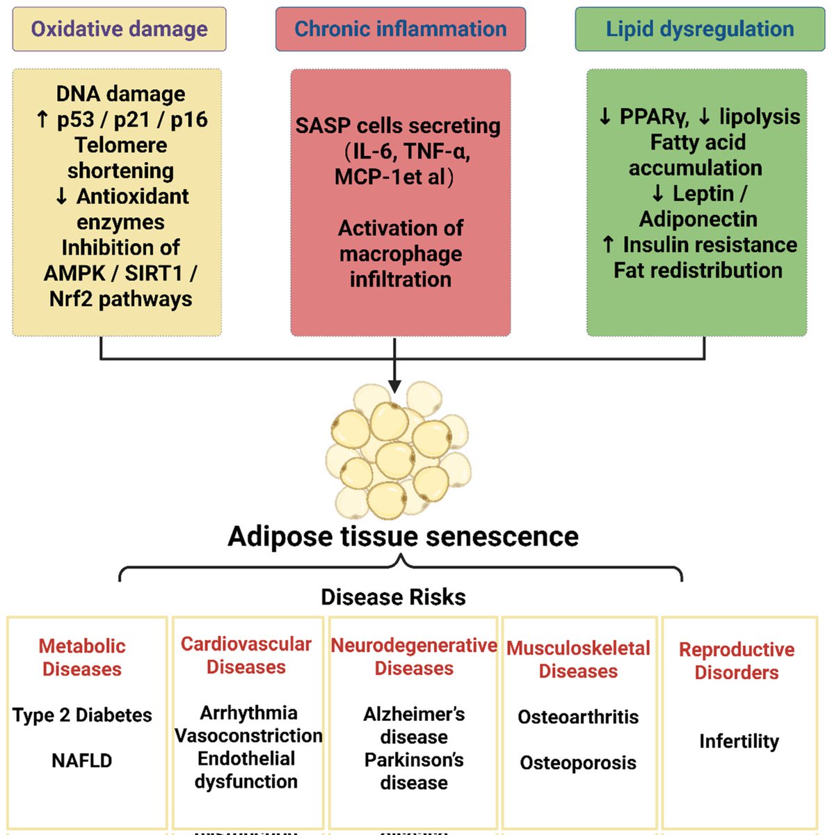 🔬 RicardoMontes tweet media