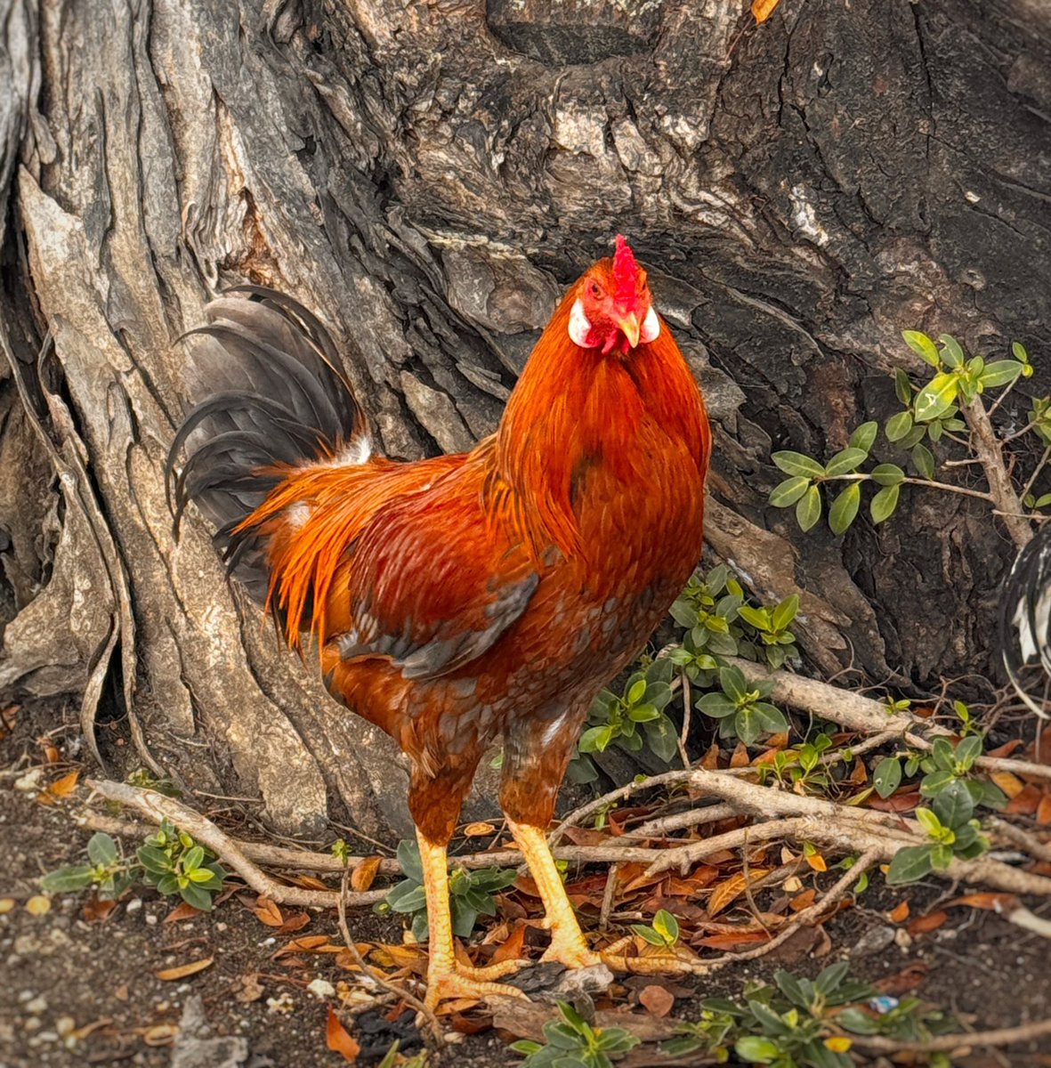 Paul Arthurs. tweet media