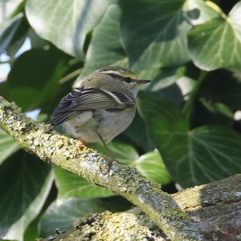 Gerard Groeneveld tweet media