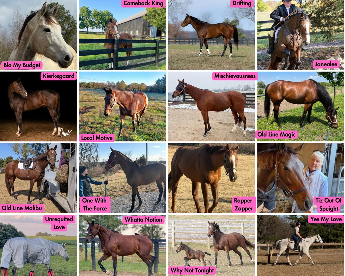 MichelePesulaKuegler tweet media