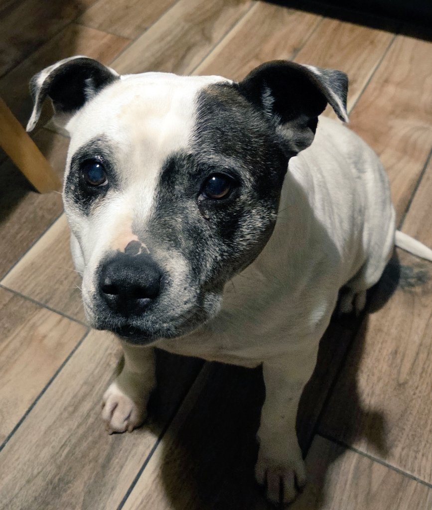 avokatoptimist' tweet media