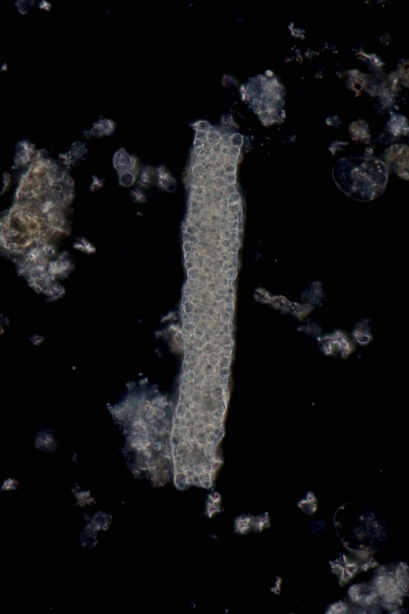 Jay R. Seltzer tweet media