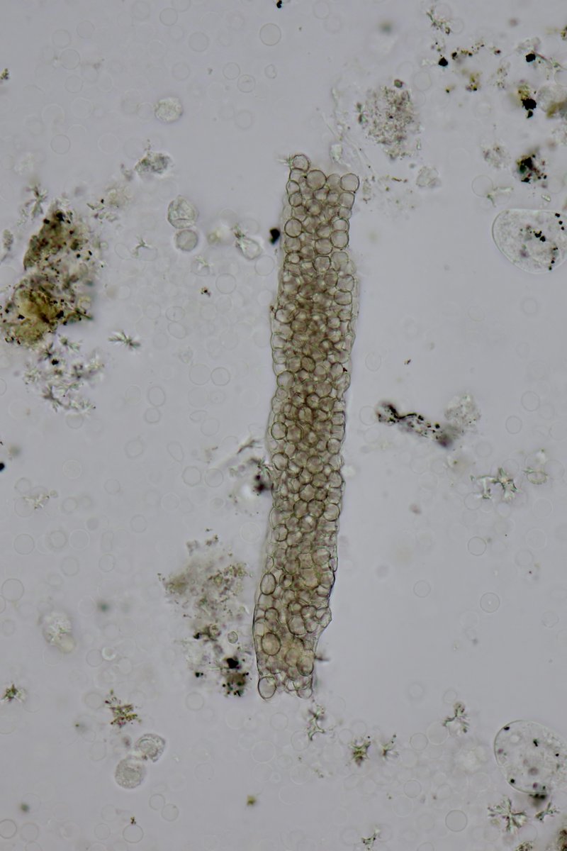 Jay R. Seltzer tweet media