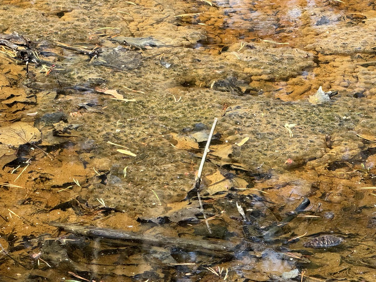 Nostalgik's tweet photo. Behind the scenes on Capitol Hill writing policy through the day. Nice to step outside this week in Harpers Ferry spotting wood frog eggs and newts at a vernal pool workshop, then hearing a great talk on how humanity moved from sky omens to planetary science. #EinsteinFellows25 https://t.co/O7q0CJfzDL