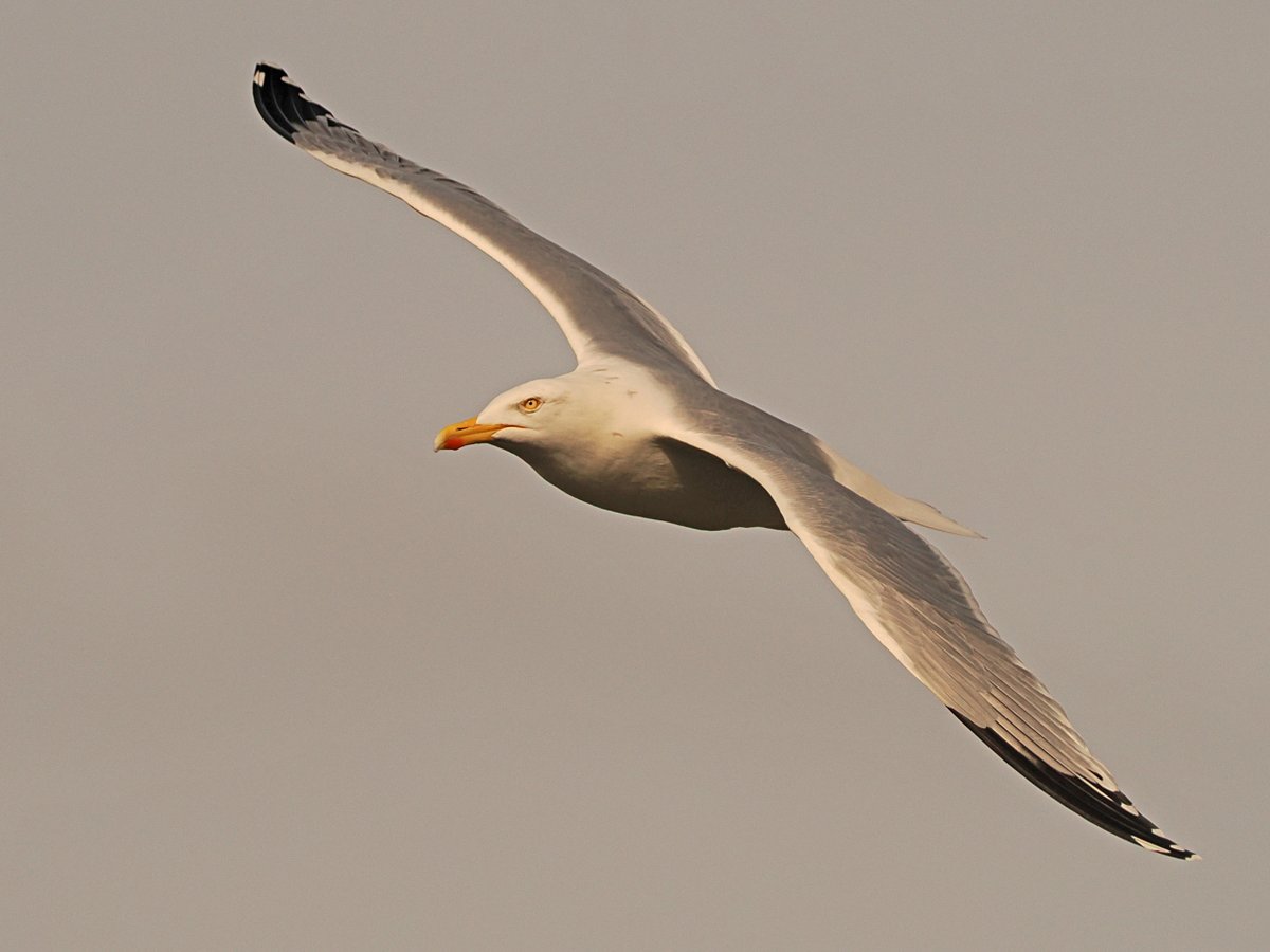 Barry Sarling tweet media