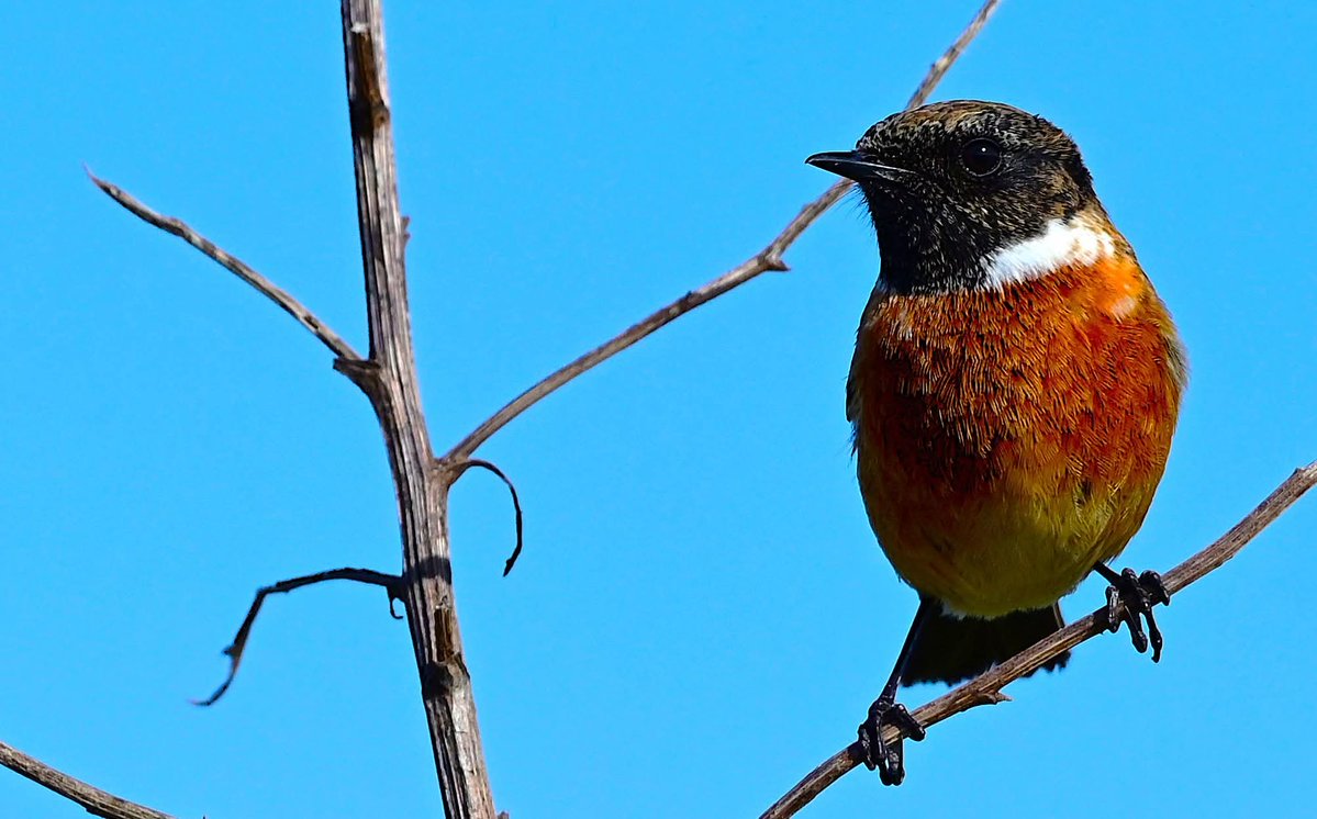 Kieran Minihane tweet media