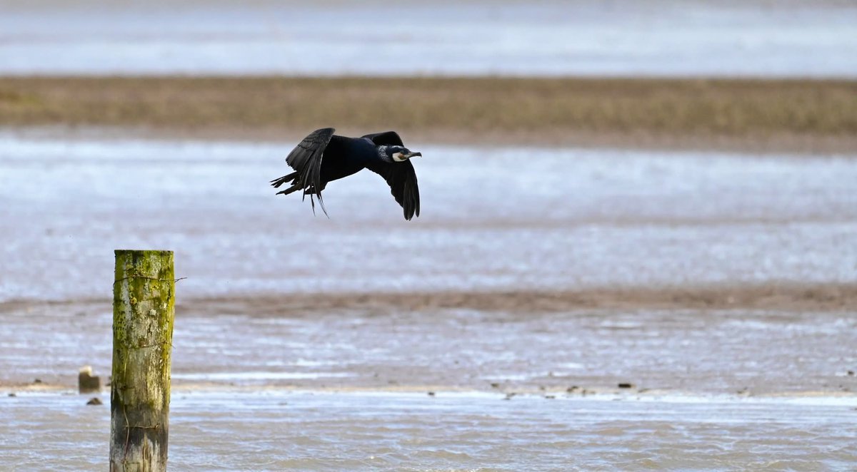 Kieran Minihane tweet media