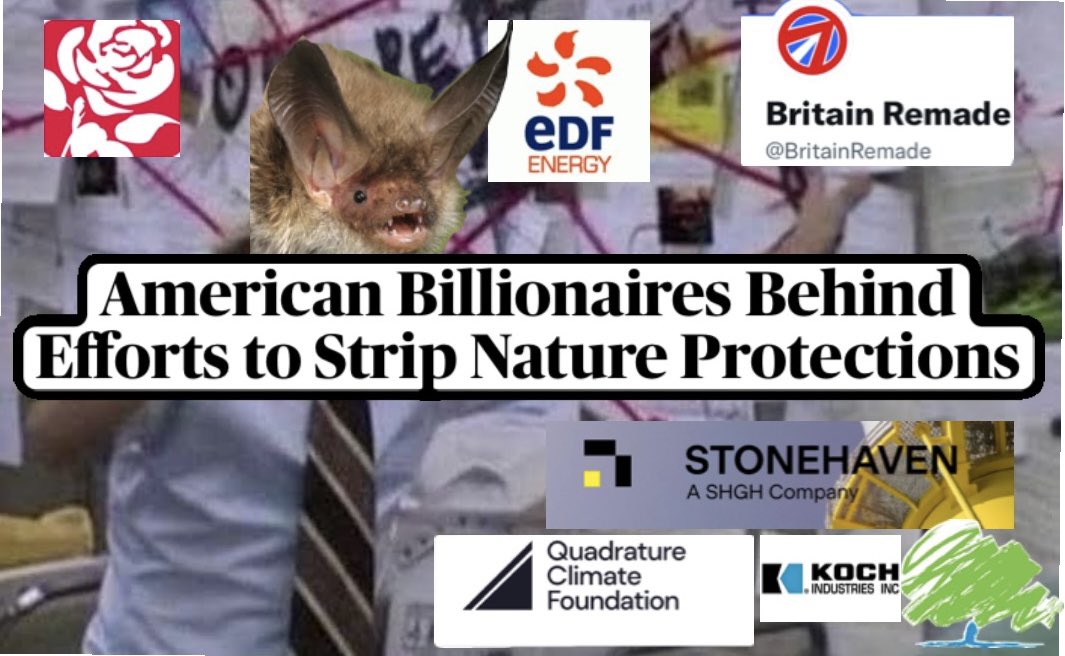 Danica Priest🦇🦎🦇🦎🍃💚🍃 tweet media