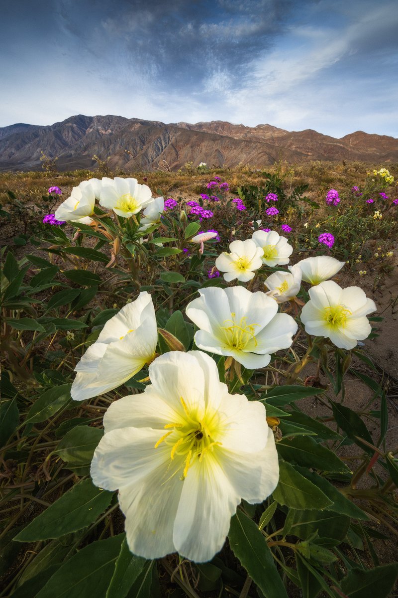 Michael Shainblum tweet media