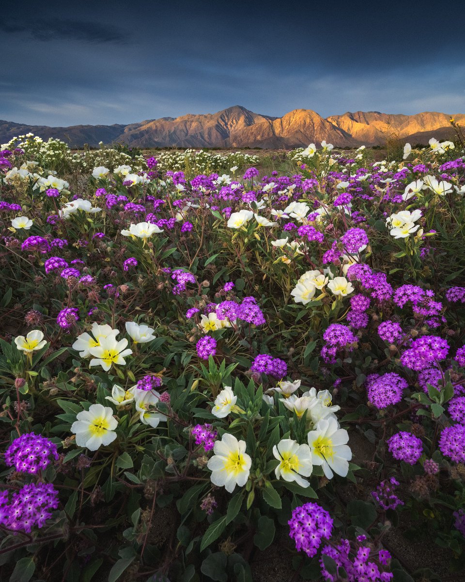 Michael Shainblum tweet media