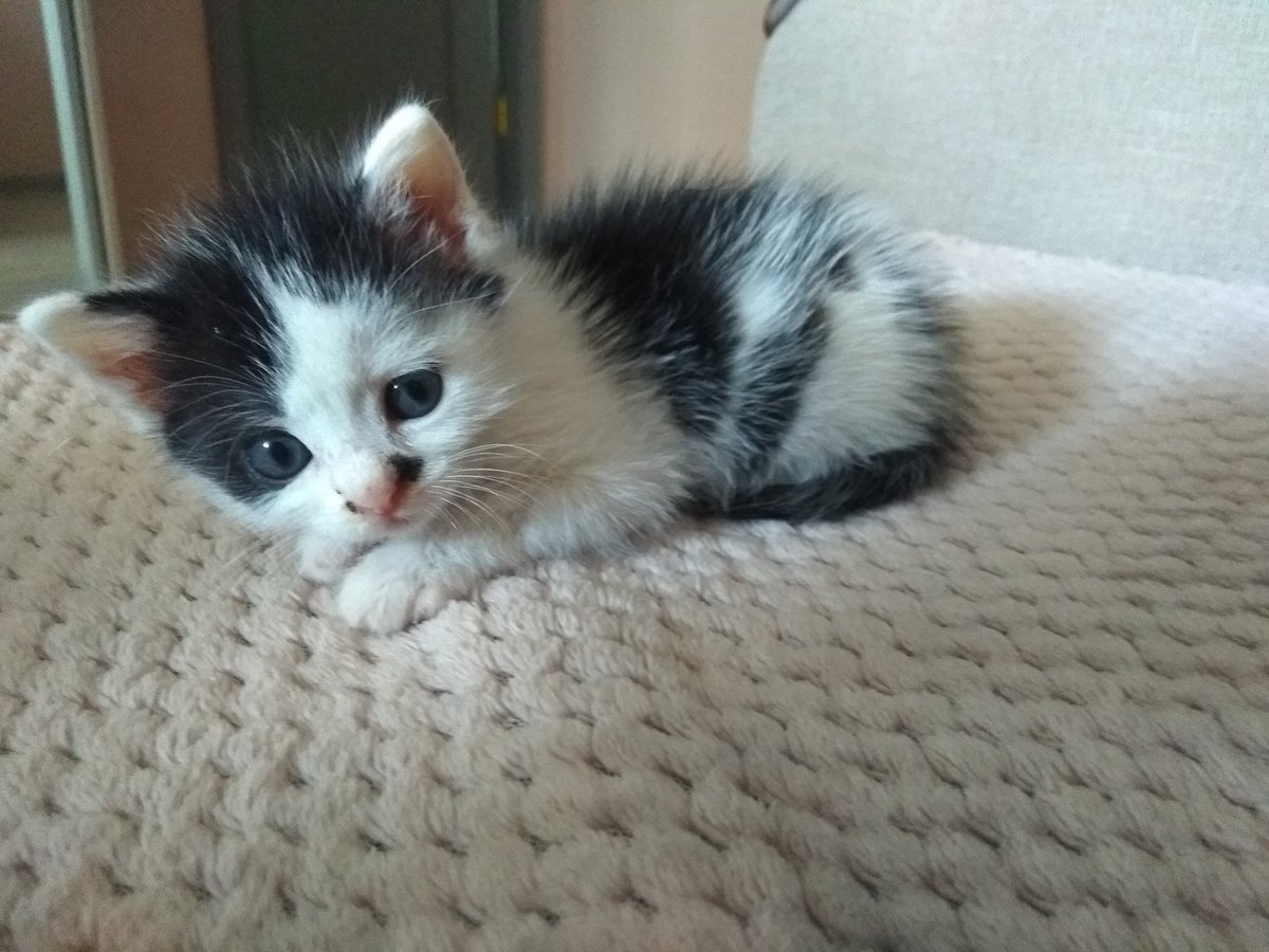 ПідйомПеревертень tweet media