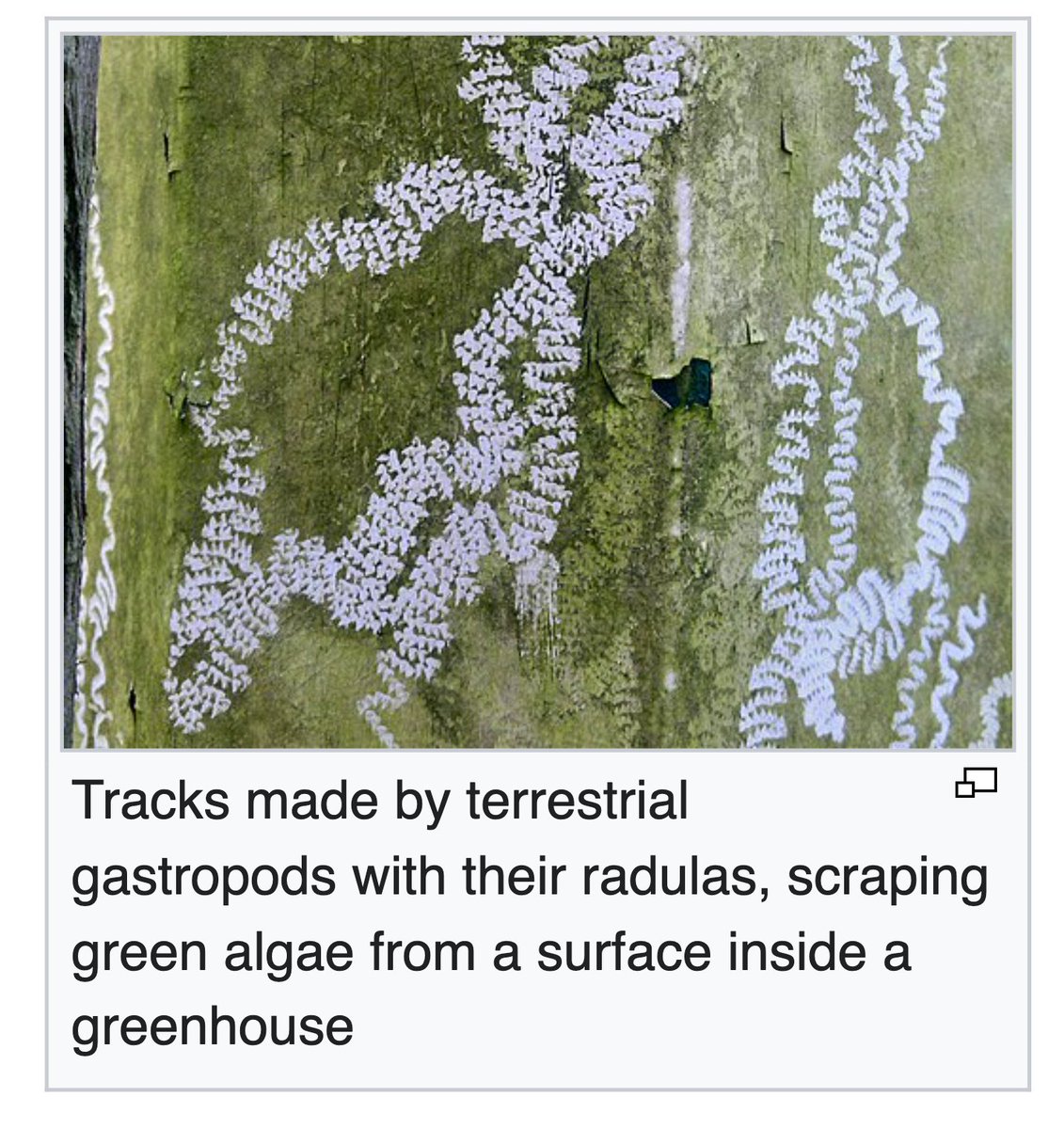 ирис tweet media