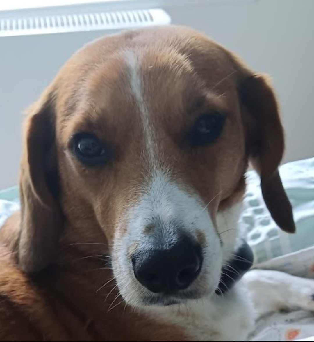 millypod1's tweet photo. ROO HOME SAFE. THANKS FOR RT's 😊🐕🐾
🆘14 MAR 2026 #Lost Roo #ScanMe
Beagle Female #Stokenchurch #HP14
County #HighWycombe #Buckinghamshire https://t.co/MbaDWTPh7k https://t.co/5xtoJLiJjL