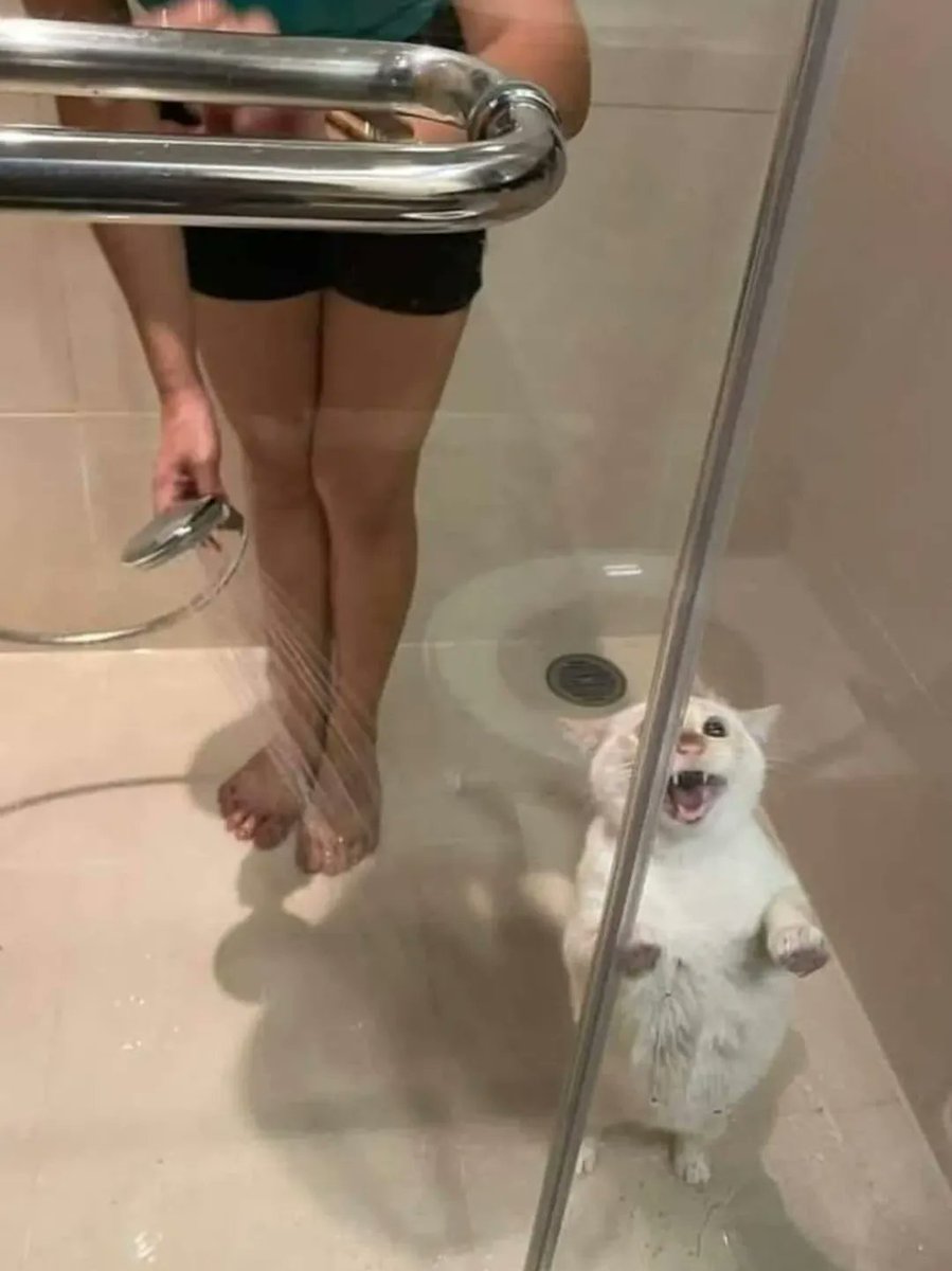 Cute Cats 🐱 tweet media