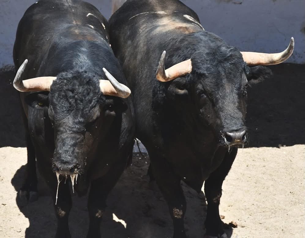 emsa_gdl's tweet photo. 🐂 Toros de San Constantino para hoy https://t.co/aGErYe72AC