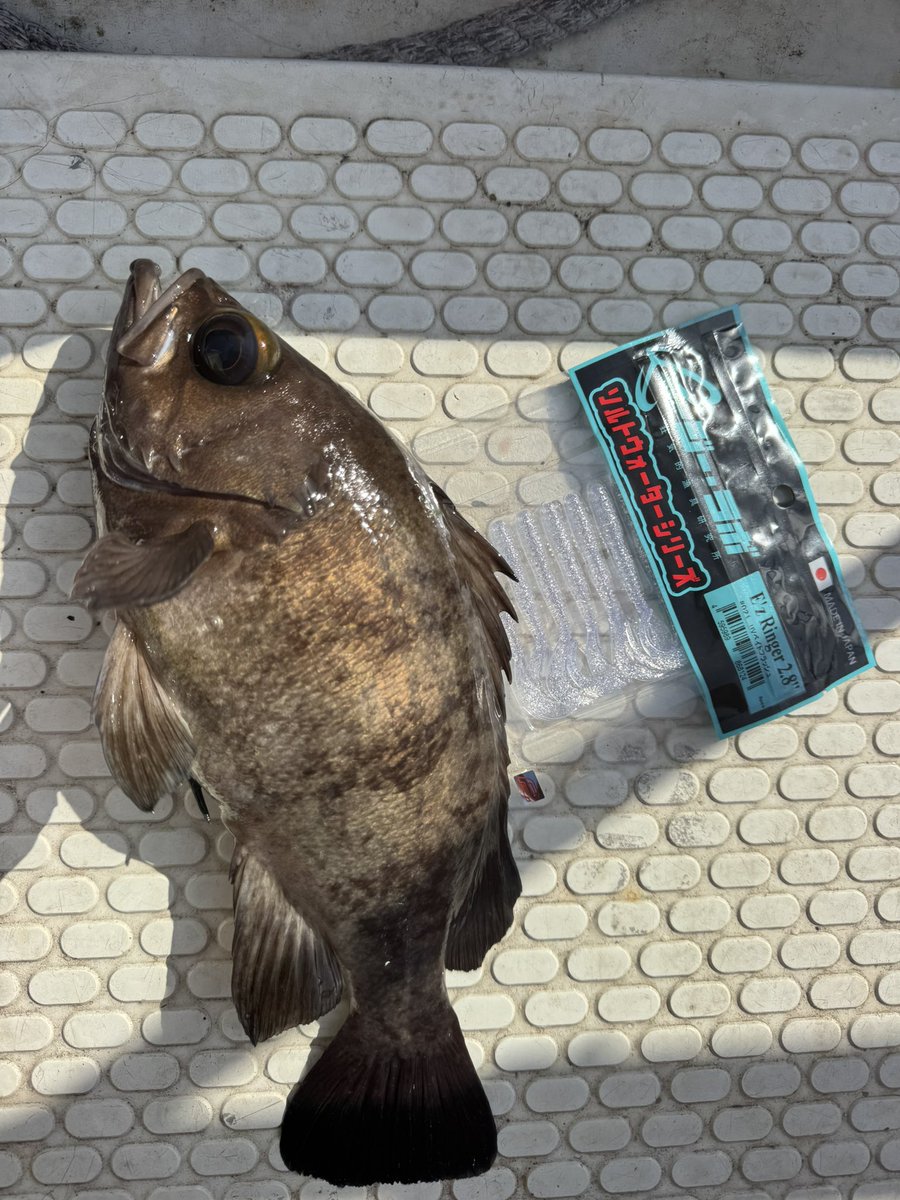 🐟️フィッシングガイド勝栄丸🎣🚢 tweet media