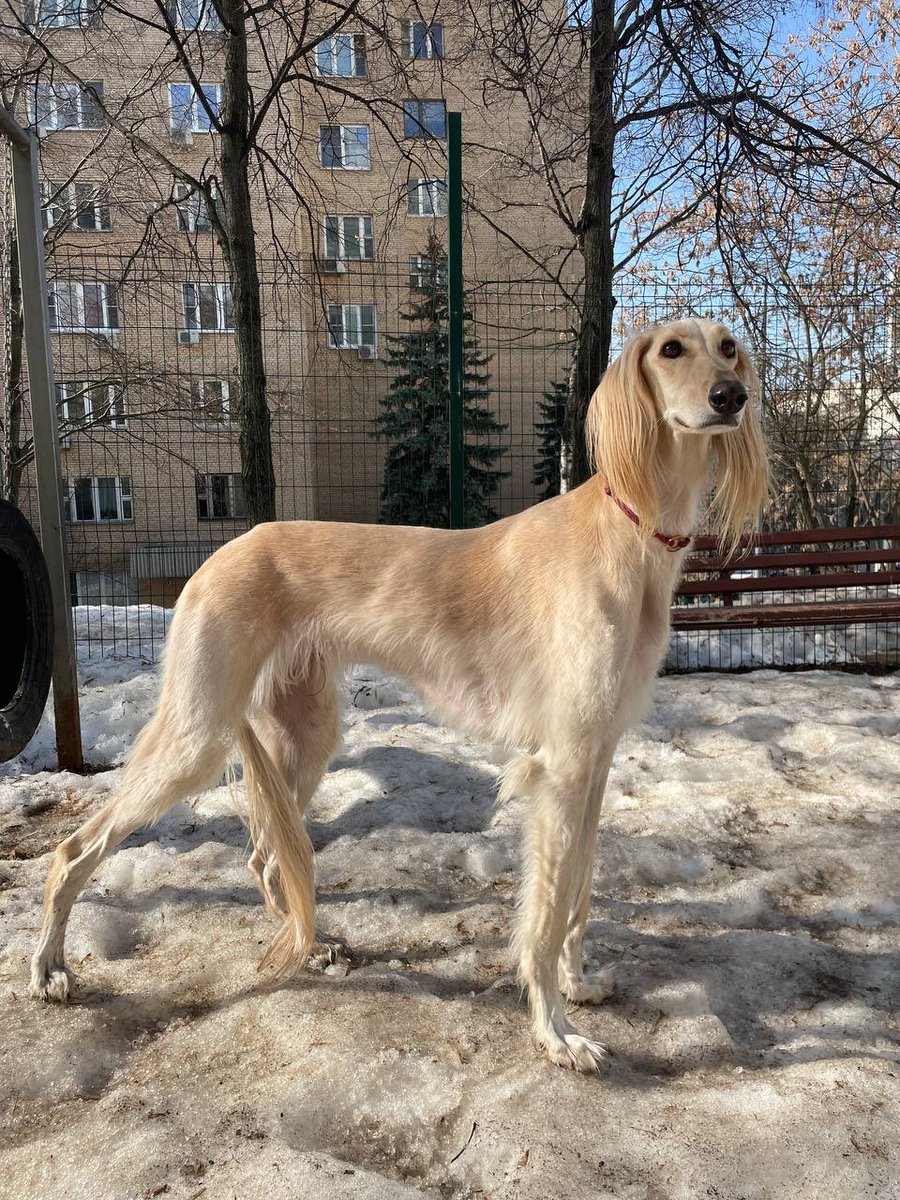 колготки в нейросеточку tweet media