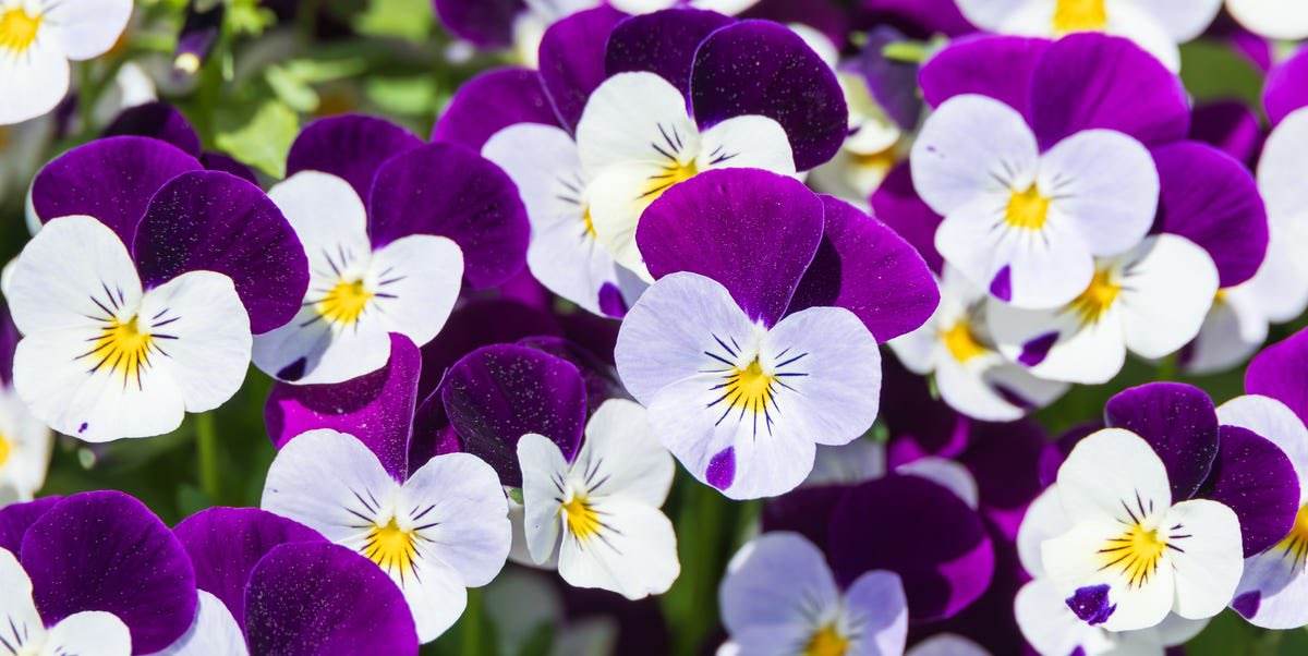 TheDivineBruxa's tweet photo. 💐 Pick a Photo - Flower Edition 💐

To find out what’s blooming for you; close your eyes, take a deep breath, then choose the flowers that call to you the most.

Daffodils 🌼
Tulips 🌷
Pansies 🌸
Snowdrops ❄️

Reposts appreciated, must be following! 😘 https://t.co/rzX2bChvLD