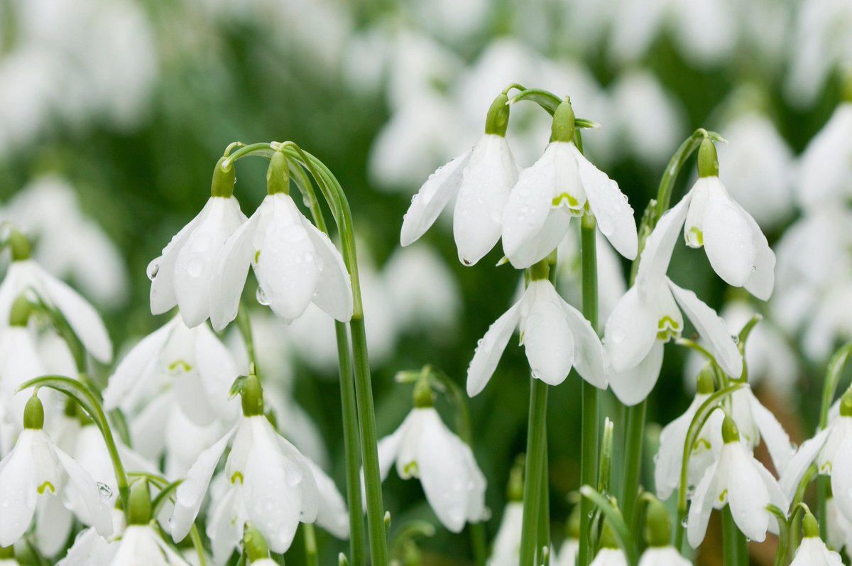 💐 Pick a Photo - Flower Edition 💐

To find out what’s blooming for you; close your eyes, take a deep breath, then choose the flowers that call to you the most.

Daffodils 🌼
Tulips 🌷
Pansies 🌸
Snowdrops ❄️

Reposts appreciated, must be following! 😘